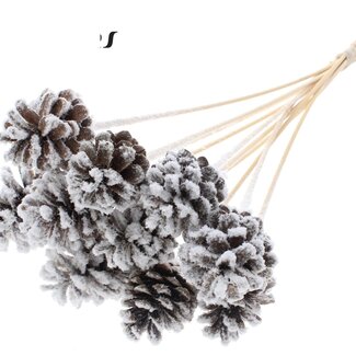 QC Pine cone on stick | Colour: Natural with Snow | Diameter 5 - 7 centimetres | Length ± 50 centimetres | 10 picks per bunch