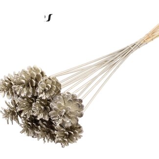 QC Pine cone on stick | Colour: Platinum-coloured | Diameter 5 - 7 centimetres | Length ± 50 centimetres | 10 picks per bunch