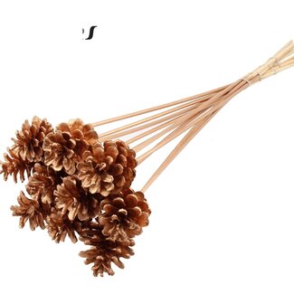 QC Pine cone on stick | Colour: Antique Gold | Diameter 5 - 7 centimetres | Length ± 50 centimetres | 10 picks per bunch