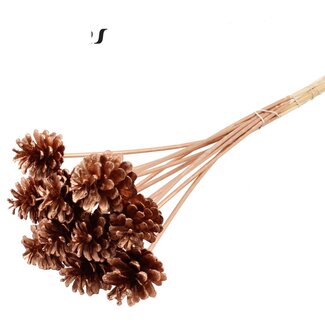 QC Pine cone on stick | Colour: Copper-coloured | Diameter 5 - 7 centimetres | Length ± 50 centimetres | 10 picks per bunch