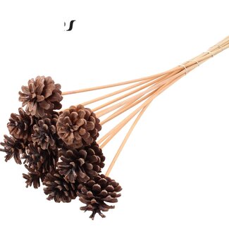 QC Pine cone on stick | Colour: Frosted Salmon | Diameter 5 - 7 centimetres | Length ± 50 centimetres | 10 picks per bunch