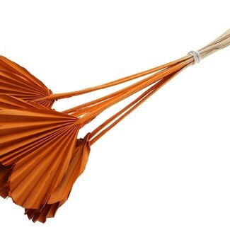 QC Getrocknete Palm Spear Heart | Farbe: Orange | Palmblätter in Herzform | Länge ± 45 Zentimeter | 10 Stiele pro Bund | Pro Bund
