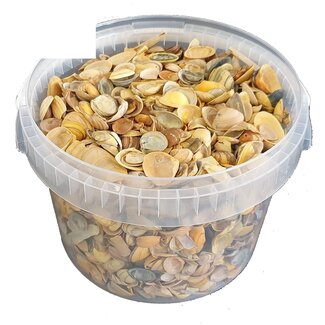 QC Nordsee Muscheln in wiederverwendbarem Eimer | Farbe: Gelb | Inhalt Eimer 3 Liter | Pro Eimer