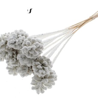 QC Pine cone on stick | Colour: White with Snow | Diameter 5 - 7 centimetres | Length ± 50 centimetres | 10 picks per bunch