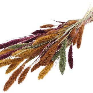QC Dried Setaria “Pumpkin Spice” | Colour: Mixed Colours | Setaria Dried Flowers | Length ± 70 centimetres | Weight 210 grams | Per bunch
