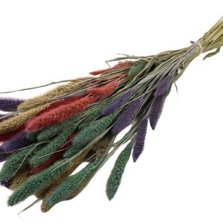 QC Dried Setaria "Colourful 1" | Colour: Mixed Colours | Setaria Dried Flowers | Length ± 70 centimetres | Weight 210 grams | Per bunch