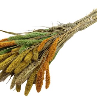 QC Dried Setaria “Summer Mix” | Colour: Mixed Colours | Setaria Dried Flowers | Length ± 70 centimetres | Weight 210 grams | Per bunch