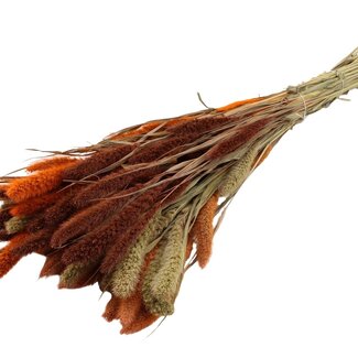 QC Dried Setaria “Colourful 3” | Colour: Mixed Colours | Setaria Dried Flowers | Length ± 70 centimetres | Weight 210 grams | Per bunch