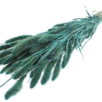 QC Dried Setaria | Colour: Pearl Turquoise | Setaria Dried Flowers | Length ± 70 centimetres | Weight 210 grams | Per bunch
