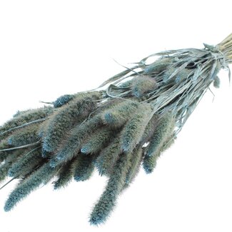 QC Dried Setaria | Colour: Pearl Light Blue | Setaria Dried Flowers | Length ± 70 centimetres | Weight 210 grams | Per bunch