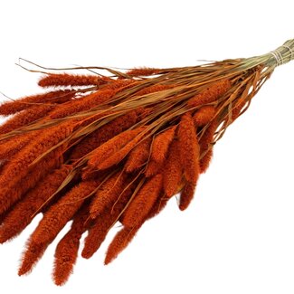 QC Dried Setaria | Colour: Orange | Setaria Dried Flowers | Length ± 70 centimetres | Weight 210 grams | Per bunch