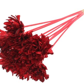 QC Shola flower on stem | Colour: Red | Shola Slice Pine | Diameter 6 centimeter | Length ± 50 centimeter | 10 additional picks per bunch | Per bunch