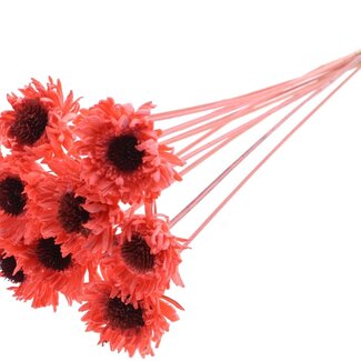 QC Shola Daisy Sunflower on stem | Colour: Coral-coloured | Shola Daisy Sunflower | Diameter 6 centimetre | Length ± 50 centimetre | 10 picks per bunch | Per bunch