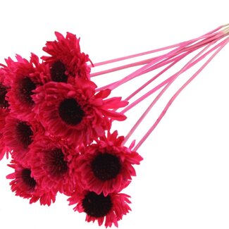 QC Shola Daisy Sunflower on stem | Colour: Cherry-coloured | Shola Daisy Sunflower | Diameter 6 centimetre | Length ± 50 centimetre | 10 picks per bunch | Per bunch