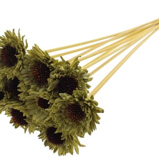 QC Shola Daisy Sunflower on stem | Colour: Olive green | Shola Daisy Sunflower | Diameter 6 centimeter | Length ± 50 centimeter | 10 picks per bunch | Per bunch