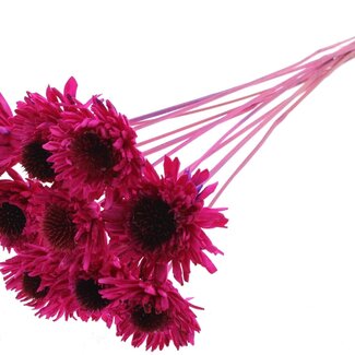 QC Shola Daisy Sunflower on stem | Colour: Lilac-coloured | Shola Daisy Sunflower | Diameter 6 centimeter | Length ± 50 centimeter | 10 picks per bunch | Per bunch