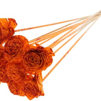 QC Shola Rose on stem | Colour: Multicoloured Spattered Orange Red | Shola Beauty Rose | Diameter 6 centimeter | Length ± 50 centimeter | 10 side picks per bunch | Per bunch