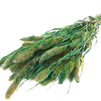QC Dried Setaria | Colour: Multicoloured Green | Setaria Dried Flowers | Length ± 70 centimetres | Weight 210 grams | Per bunch