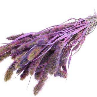 QC Dried Setaria | Colour: Multicoloured Milka Purple | Setaria Dried Flowers | Length ± 70 centimetres | Weight 210 grams | Per bunch
