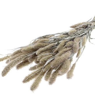 QC Getrocknete Setaria | Farbe: Perlenweiß | Setaria Trockenblumen | Länge ± 70 Zentimeter | Gewicht 210 Gramm | Pro Bund