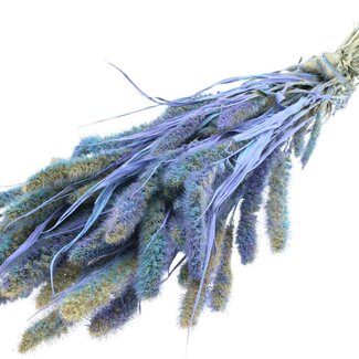 QC Dried Setaria | Colour: Multicoloured Light Blue | Setaria Dried Flowers | Length ± 70 centimetres | Weight 210 grams | Per bunch