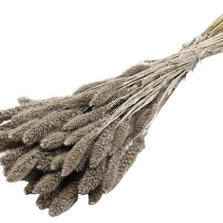 QC Dried Setaria | Colour: Platinum | Setaria Dried Flowers | Length ± 70 centimetres | Weight 210 grams | Per bunch
