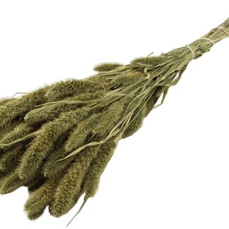 QC Dried Setaria | Colour: Antique Green | Setaria Dried Flowers | Length ± 70 centimetres | Weight 210 grams | Per bunch