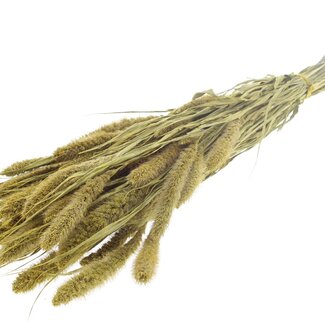QC Dried Setaria | Colour: Metallic Yellow | Setaria Dried Flowers | Length ± 70 centimetres | Weight 210 grams | Per bunch