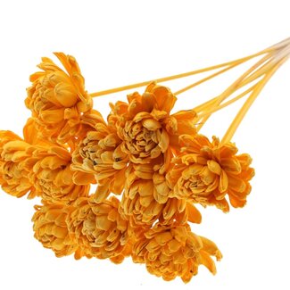 QC Shola rose on stem | Colour: Apricot-coloured | Shola New Beauty Rose | Diameter 8 centimeter | Length ± 50 centimeter | 10 extra picks per bunch | Per bunch
