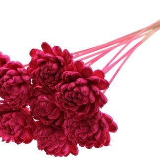 QC Shola rose on stem | Colour: cherry-coloured | Shola New Beauty Rose | Diameter 8 centimetre | Length ± 50 centimetre | 10 picks per bunch | Per bunch