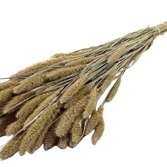 QC Dried Setaria | Colour: Frosted White | Setaria Dried Flowers | Length ± 70 centimetres | Weight 210 grams | Per bunch