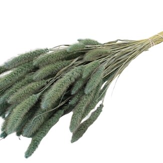 QC Dried Setaria | Colour: Frosted Light Blue | Setaria Dried Flowers | Length ± 70 centimetres | Weight 210 grams | Per bunch