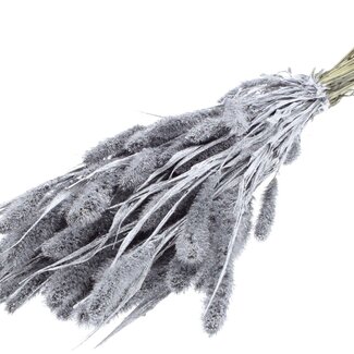 QC Dried Setaria | Colour: Silver with Glitter | Setaria Dried Flowers | Length ± 70 centimetres | Weight 210 grams | Per bunch
