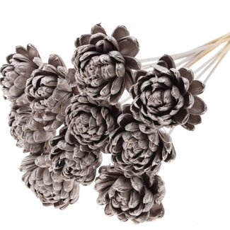 QC Shola rose on stem | Colour: Champagne-coloured | Shola New Beauty Rose | Diameter 8 centimetre | Length ± 50 centimetre | 10 picks per bunch | Per bunch