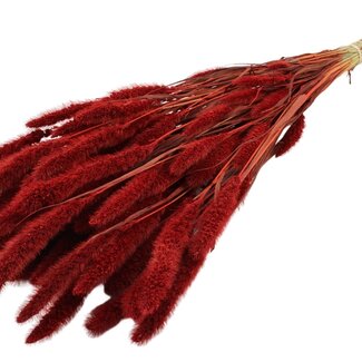 QC Dried Setaria | Colour: Red | Setaria Dried Flowers | Length ± 70 centimetres | Weight 210 grams | Per bunch