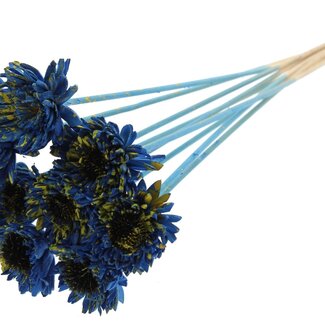 QC Shola Daisy Sunflower on stem | Colour: Speckled Blue Yellow | Shola Daisy Sunflower | Diameter 6 centimeter | Length ± 50 centimeter | 10 picks per bunch | Per bunch