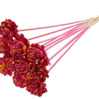 QC Shola Rose on stem | Colour: Speckled cherry-coloured yellow | Shola New Beauty Rose | Diameter 6 centimetre | Length ± 50 centimetre | 10 picks per bunch | Per bunch