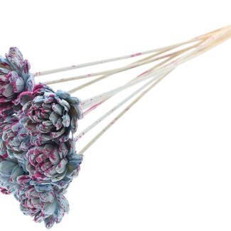 QC Shola Rose on stem | Colour: Splattered Light Blue Cherry-coloured | Shola New Beauty Rose | Diameter 6 centimetre | Length ± 50 centimetre | 10 picks per bunch | Per bunch