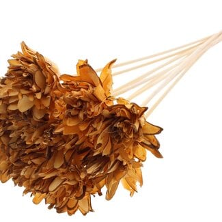 QC Shola flower on stem | Colour: Apricot-coloured | Shola Slice Pine | Diameter 6 centimeter | Length ± 50 centimeter | 10 picks per bunch | Per bunch