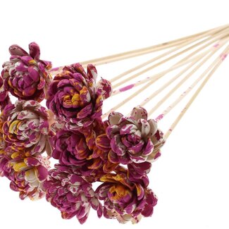 QC Shola Rose on stem | Colour: Multicoloured Cherry-coloured Yellow | Shola New Beauty Rose | Diameter 6 centimetre | Length ± 50 centimetre | 10 picks per bunch | Per bunch