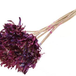 QC Shola flower on stick | Colour: Multicoloured Cherry-coloured Milky purple | Shola Slice Pine | Diameter 6 centimeter | Length ± 50 centimeter | 10 additional picks per bunch | Per bunch