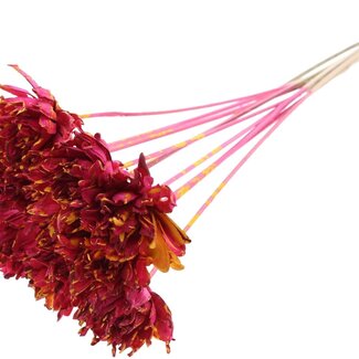 QC Shola flower on stem | Colour: Splattered Cherry-coloured Yellow | Shola Slice Pine | Diameter 6 centimeter | Length ± 50 centimeter | 10 pick-stems per bunch | Per bunch