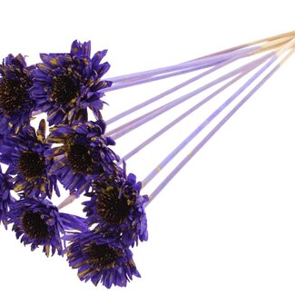 QC Shola Daisy Sunflower on stem | Colour: Speckled Purple Yellow | Shola Daisy Sunflower | Diameter 6 centimeter | Length ± 50 centimeter | 10 picks per bunch | Per bunch