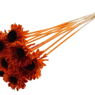 QC Shola Daisy Sunflower on stem | Colour: Multicoloured Spattered Orange Red | Shola Daisy Sunflower | Diameter 6 centimeter | Length ± 50 centimeter | 10 picks per bunch | Per bunch