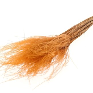 QC Dried Stipa Feather Grass | Colour: Terracotta | Stypha Penata Dried Flowers | Length ± 60 centimetres | 10 plumes per bunch | Per bunch