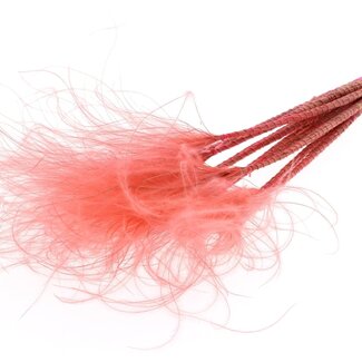 QC Dried Stipa Feather Grass | Colour: Coral | Stypha Penata Dried Flowers | Length ± 60 centimetres | 10 plumes per bunch | Per bunch