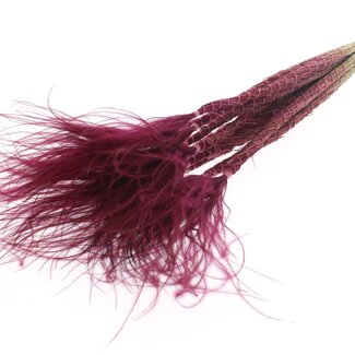QC Dried Stipa Feather Grass | Colour: Bordeaux Red | Stypha Penata Dried Flowers | Length ± 60 centimetres | 10 plumes per bunch | Per bunch