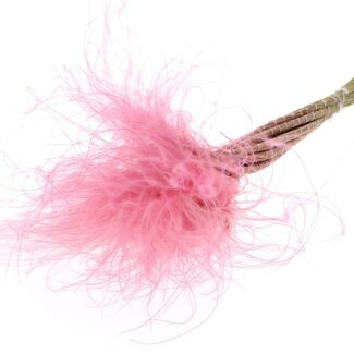 QC Dried Stipa Feather Grass | Colour: Pink | Stypha Penata Dried Flowers | Length ± 60 centimetres | 10 plumes per bunch | Per bunch