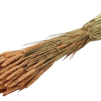 QC Dried Wheat | Colour: Frosted Salmon | Triticum Dried Flowers | Length ± 60 centimetres | Weight 220 grams | Per bunch