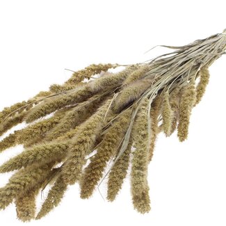 QC Dried Setaria | Colour: Natural | Setarea Dried flowers | Length ± 70 centimetre | Weight 210 gram | Per bunch